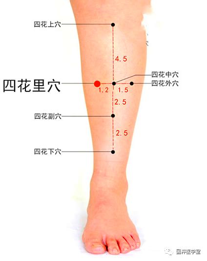 四花中|四花中穴 